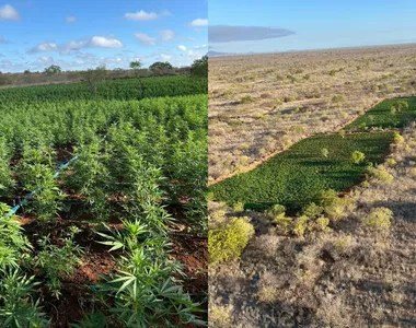 Plantio ilegal foi descoberto na zona rural da cidade de Curaçá, no sul da Bahia