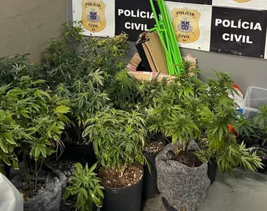 Estufas e cerca de 50 pés de maconha foram apreendidos