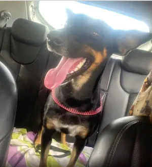 Imagem ilustrativa da imagem Cadelinha adotada por estudantes do IFBA é morta a tiros em campus