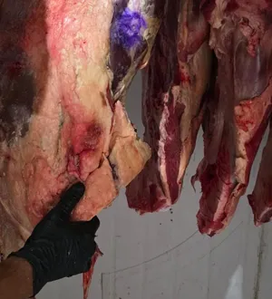 Imagem ilustrativa da imagem Fim do 'churras': polícia mete mão em 6 ladrões de gado na Bahia