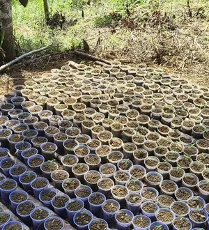 Imagem ilustrativa da imagem Polícia localiza plantação de maconha no interior da Bahia