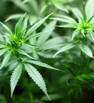 Imagem ilustrativa da imagem Uso de maconha: saiba o que pode e não pode no Brasil