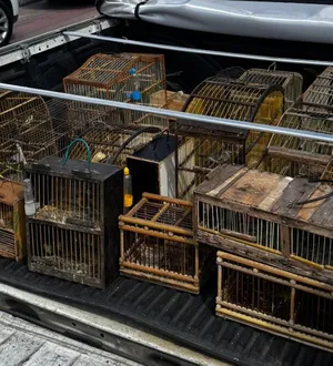 Imagem ilustrativa da imagem Venda ilegal de aves é interrompida após polícia ‘estourar’ cativeiro