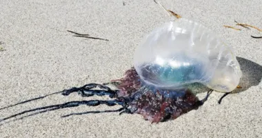 Imagem ilustrativa da imagem Caravelas-portuguesas: animais que causam queimaduras aparecem em SSA