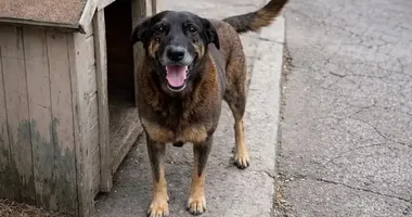 Imagem ilustrativa da imagem Caso Orelha: polícia finaliza investigação e envia à Justiça