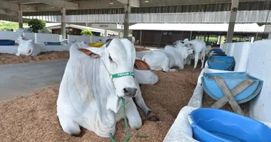 Imagem ilustrativa da imagem Fenagro 2025 inicia com 3 mil animais preparados para competições