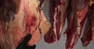 Imagem ilustrativa da imagem Fim do 'churras': polícia mete mão em 6 ladrões de gado na Bahia