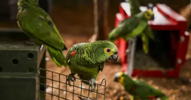 Imagem ilustrativa da imagem MP fecha o cerco e denuncia líder e 23 envolvidos em tráfico de aves