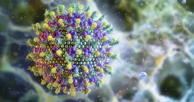 Imagem ilustrativa da imagem Ministério da Saúde diz que Nipah não será o novo coronavírus