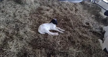 Imagem ilustrativa da imagem Que gracinha! Fernanda, a ovelhinha da Fenagro, encanta visitantes