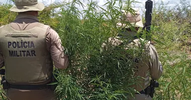 Imagem ilustrativa da imagem Roças com mais de 20 mil pés de maconha são descobertas pela PM