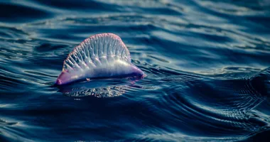 Imagem ilustrativa da imagem Sem banho? Espécie incomum ameaça banhistas nas praias de Salvador