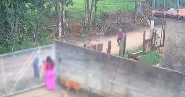 Imagem ilustrativa da imagem Vídeo: pitbull vai pra cima e mata bebê de 11 meses