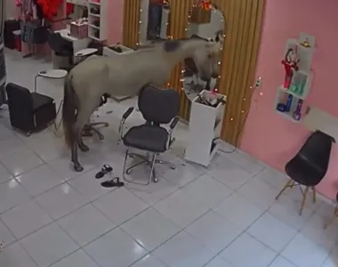 Cavalo parou segundos em frente ao espelho