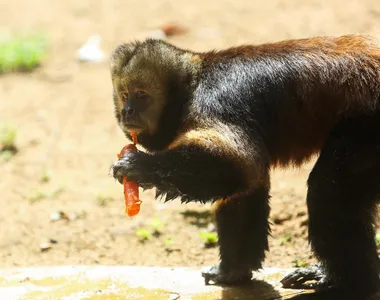 Macaco se alimentando com 'zoocolé'