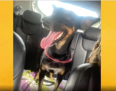 Cadelinha Mel era muito querida pelos estudantes e professores do local