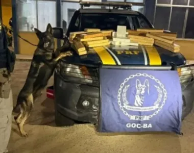 Cães foram cruciais para o sucesso da abordagem