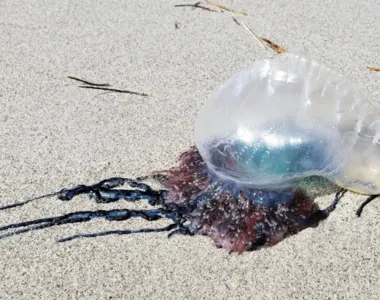 10 pessoas foram queimadas nos últimos três dias