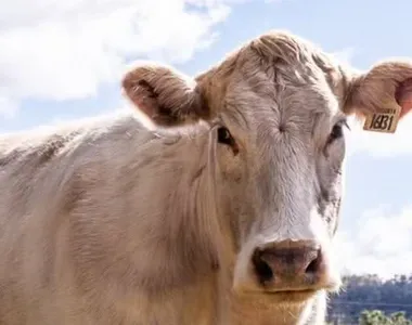 Vaca pisoteou o idoso