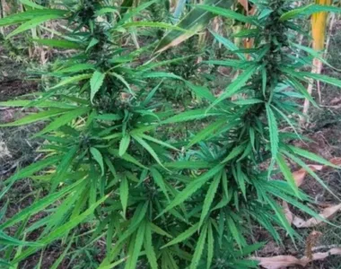 Plantação foi encontrada em meio a lavoura de milho