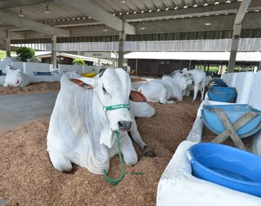 Fenagro conta com mais de 3 mil animais