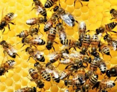 Abelhas causaram o pânico