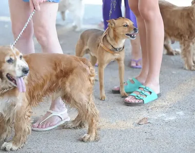 Influenciadora perdeu a guarda do animal