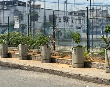 Plantas colocadas no local