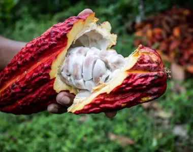 Ilhéus foi reconhecida por lei como a Capital Nacional da Rota do Cacau e do Chocolate