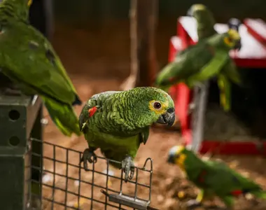 Aves eram capturaras e vendidas por valores exorbitantes