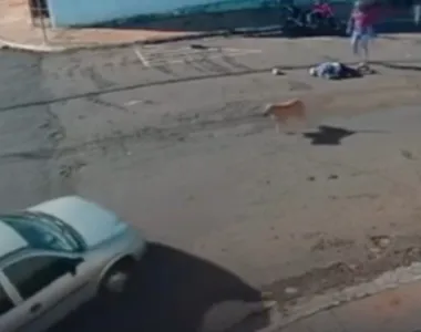 Cachorro foi derrubado por doguinhos