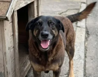 Cachorro foi torturado e não resistiu aos ferimentos