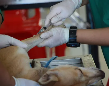 A imunização previne doenças sérias, muitas vezes fatais