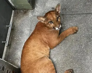 Onça-parda é capturada na Bahia
