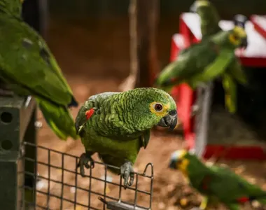 Aves são os principais alvos dos bandidos