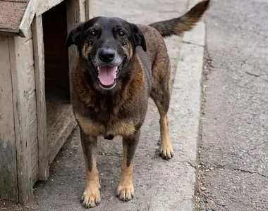 Orelha vivia em uma praia e era cuidado por populares