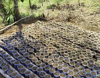 Maconha apreendida pelas autoridades