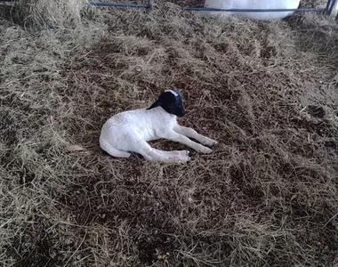 A pequena nasceu no dia 1º de dezembro, no Parque de Exposições