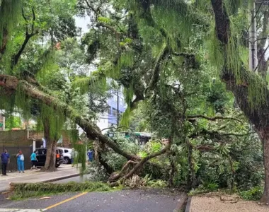 Árvore caiu no corredor da Vitória