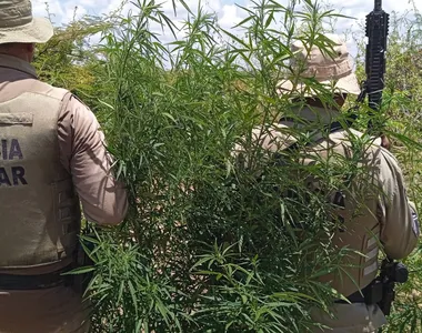 Policiais militares localizaram a droga