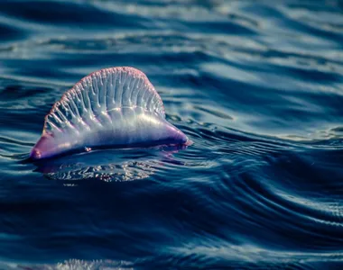 Caravela-portuguesa acendem alerta