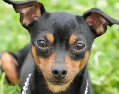 Caso de raiva em cachorro de Salvador é descartado