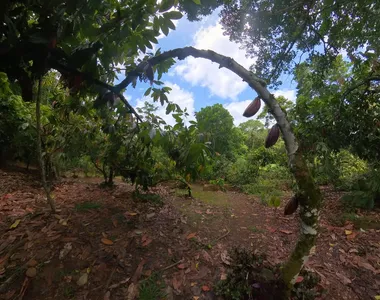 Plantação de cacau
