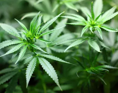 Uso da Maconha é um debate que se arrasta há anos do Brasil