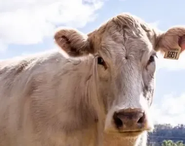 Vaca estava descontrolada no momento do acidente