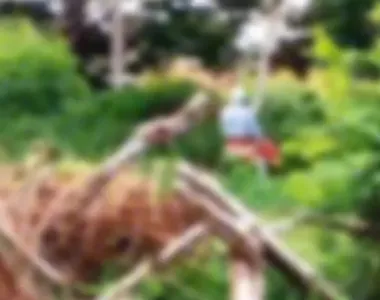 Registro teria sido feito durante o dia no Parque do Lago