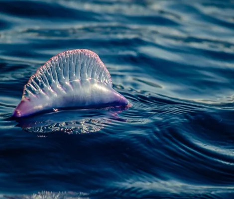 Imagem ilustrativa da imagem Sem banho? Espécie incomum ameaça banhistas nas praias de Salvador
