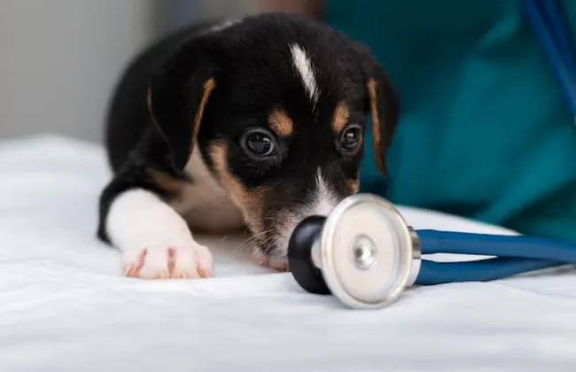 Imagem ilustrativa da imagem 