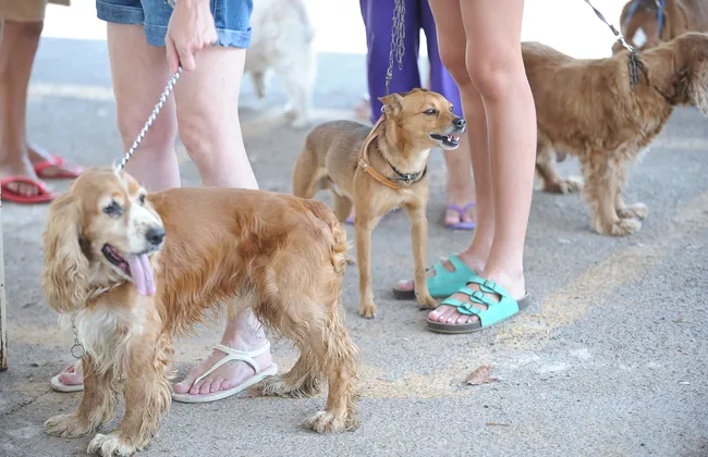 Imagem ilustrativa da imagem 