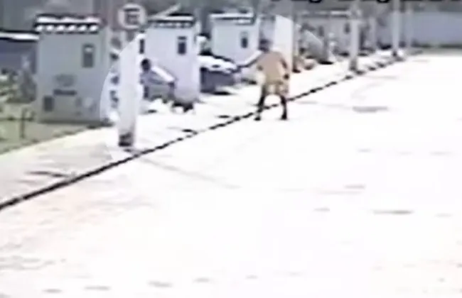 Imagem ilustrativa da imagem 